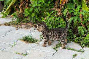 kittens in the garden photo