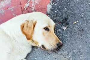 Close-up of Homeless dog lying on the street to Istanbul photo