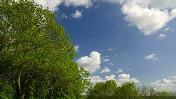 Green trees and white clouds photo