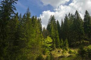 Green mountain forest in the light of summer sun photo