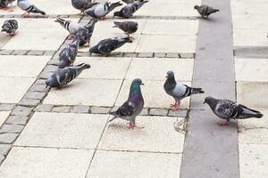flock of pigeons photo