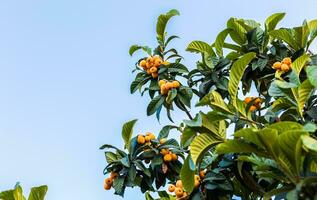 close up of a medlar tree with fruits. photo