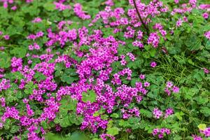 pink flowers on the Mediterranean coast photo