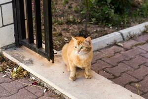 gato en la calle foto