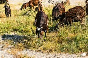 Turkey livestock, sheep and cattle on a farm photo