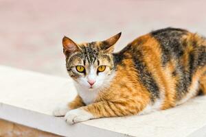 cat on the street photo