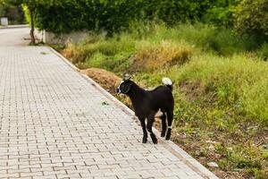 Turkey livestock, sheep and cattle on a farm photo