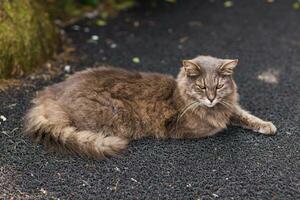 cat on the street photo