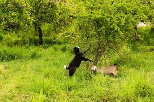 Turkey livestock, sheep and cattle on a farm photo