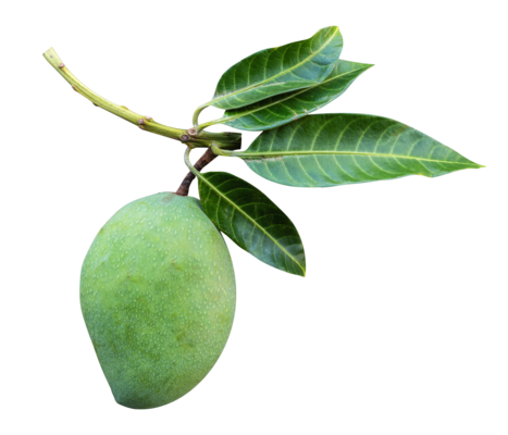 Green Mango PNGs for Free Download
