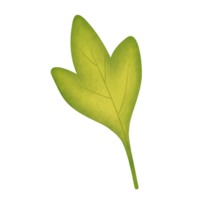 Cuneate Green Leaf Watercolor Illustration png