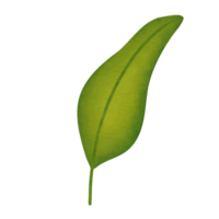 ilustración de acuarela de hoja verde png