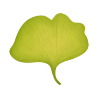 Flabellate Green Leaf Watercolor Illustration png