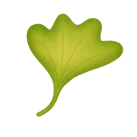 Flabellate Green Leaf Watercolor Illustration png