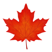 Red Sugar Maple Leaf Watercolor Illustration png