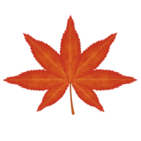 Orange Yellow Japanese Maple Leaf Watercolor Illustration png