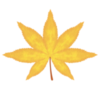 Yellow Japanese Maple Leaf Watercolor Illustration png