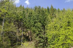 Summer forest in mountains photo