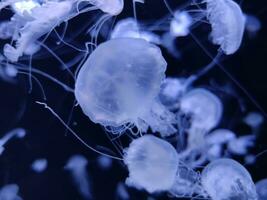 Jellyfish swimming in the aquarium photo background, sea nature creatures, underwater marine life wallpaper
