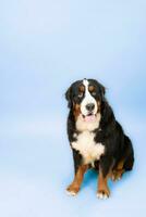 Studio shot of an adorable Saint Bernhard, standing on blue background. photo