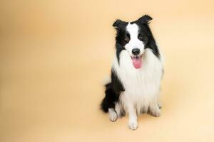 portrait of Border Collie sitting, isolated on orange background. photo