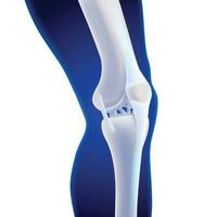 3D illustration of the inner knee bone showing the ligaments attached to the bone. vector