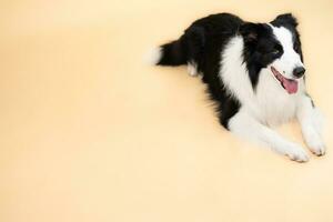 portrait of Border Collie sitting, isolated on orange background. photo