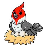 Cute red crested cardinal bird cartoon with eggs in the nest vector