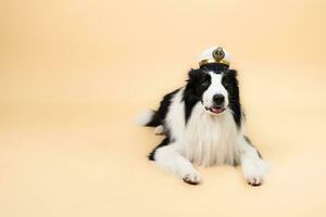 portrait of Border Collie sitting, isolated on orange background. photo