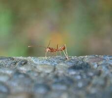 Ant still walked alone photo