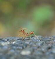 Ant still walked alone photo