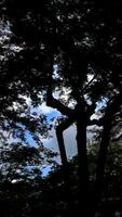 Abstract blurred background with tree and sky photo