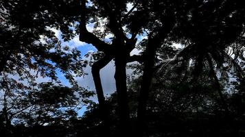 Abstract blurred background with tree and sky photo