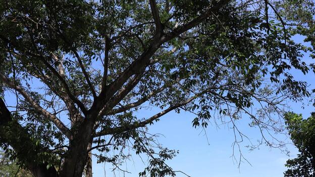 Abstract blurred background with tree and sky photo