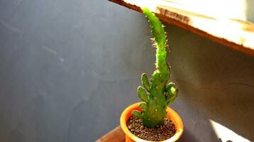 Potted mini cactus house plants photo