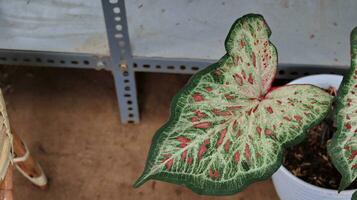 Taro is a group of plants from the genus Caladium photo
