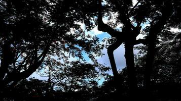 Abstract blurred background with tree and sky photo