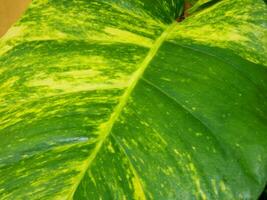 Large size of ivory betel leaf seen from a close photo