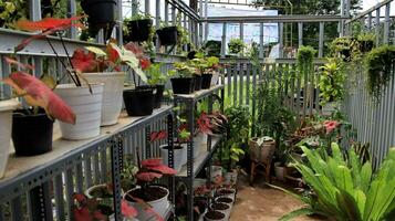 Taro is a group of plants from the genus Caladium photo