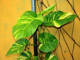 Large size of ivory betel leaf seen from a close photo