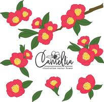 Botanical hand drawn camellia red   flower illlustration element vector set