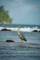 Brown heron bird on the beach in the ocean searching for food, Mahe Seychelles photo