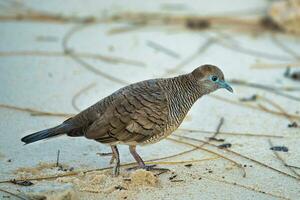 The Barred Ground Dove or Zebra Dove on the white sandy beach looking for food, Mahe Seychelles photo