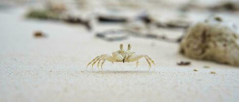 fantasma cangrejo corriendo en el arenoso blanco playa en mahe isla seychelles foto