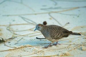 The Barred Ground Dove or Zebra Dove on the white sandy beach looking for food, Mahe Seychelles photo