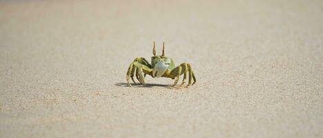 Ghost crab running on the sandy white beach on Mahe island Seychelles photo