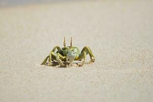 Ghost crab running on the sandy white beach on Mahe island Seychelles photo