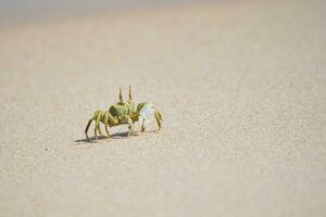 fantasma cangrejo corriendo en el arenoso blanco playa en mahe isla seychelles foto