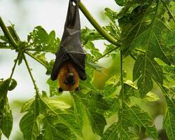 Seychelles fruit bat hanging on papaya branch, Mahe Seychelles photo