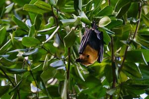 Seychelles fruit bat hanging in tree, Mahe Seychelles photo